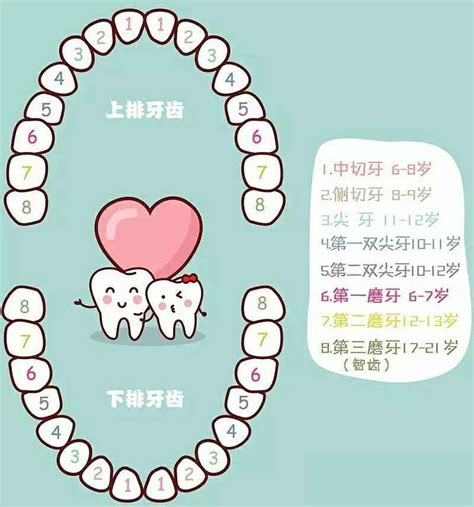 人有多少顆牙齒|牙齒小知識：我們有幾多顆牙齒？